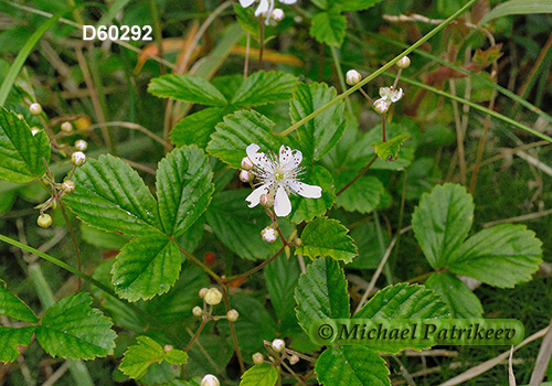 Bristly Dewberry (Rubus hispidus)